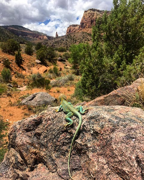 Desert Collared Lizard basking on a rock at Colorado National Monument