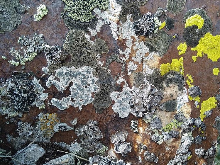 CNHA Discovery Pool Funds Lichen Study in the La Sal Mountains