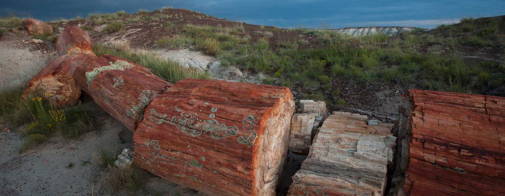Petrified logs lying on the ground | Photo courtesy of Larry Lindahl