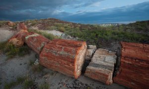 Petrified logs lying on the ground | Photo courtesy of Larry Lindahl