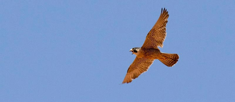 Peregrine Falcon in flight