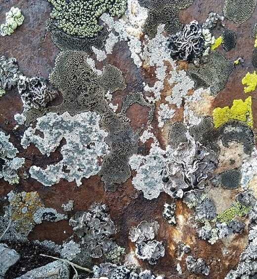 CNHA Discovery Pool Funds Lichen Study in the La Sal Mountains