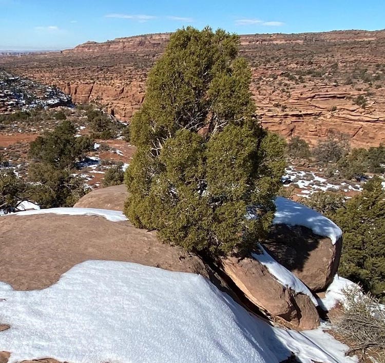Holiday tree permits now available