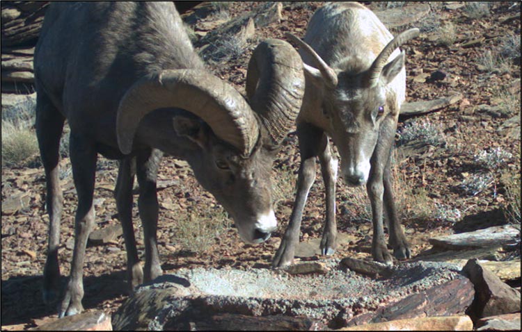 Bighorn sheep drink from a guzzler on BLM lands near Moab.