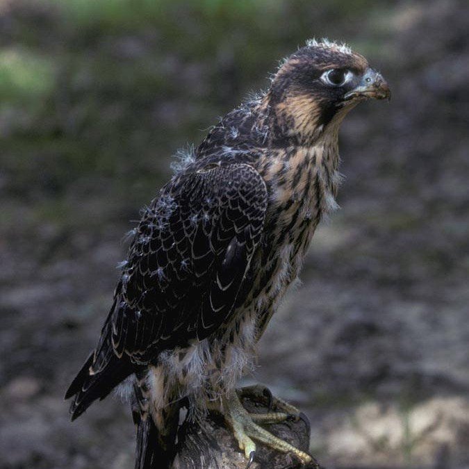 Peregrine Falcon