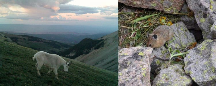 Mountain Goat | Pika